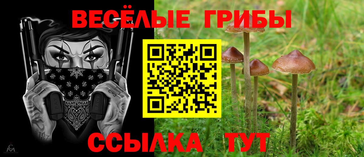 Псилоцибиновые грибы Cubensis Сосновый Бор